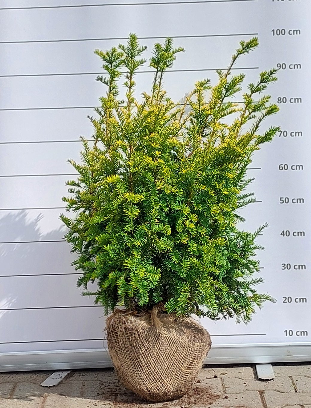 Taxus b. 'Semperaurea' - 70-80 CM RB